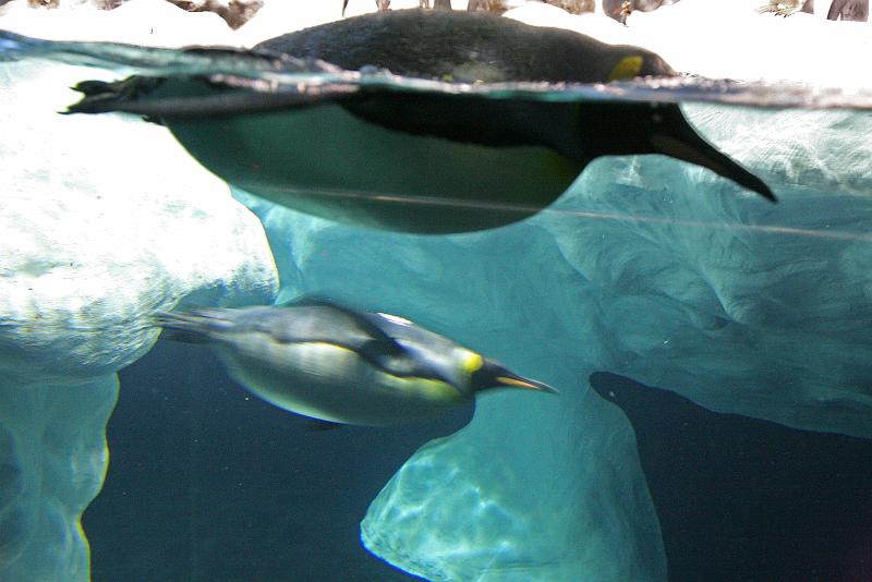 Pinguin - Co09.jpg
